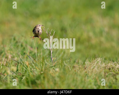 Wiese Pieper (Anthus Pratensis) sitzt auf einem Pflanzenstängel in der Abend-Sonne, Pembrokeshire Stockfoto