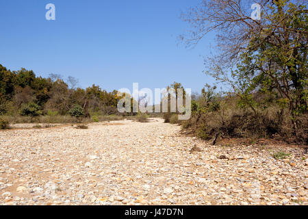 ein ausgetrocknetes Flussbett mit weißen Kieselsteinen im Kalesar Nationalpark in Nordindien mit gemischten Wald Bäume unter blauem Himmel im Frühling Stockfoto