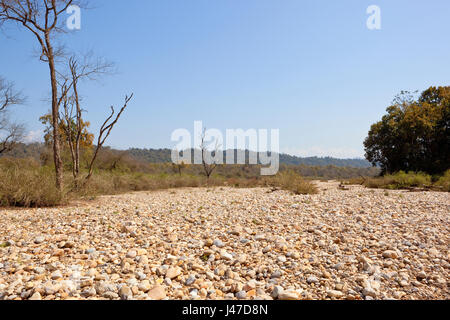 ausgetrocknetes Flussbett mit weißen Kieselsteinen unter die Waldlandschaft des Kalesar National Park mit trockenen Gräsern und Akazien unter blauem Himmel im Frühling Stockfoto