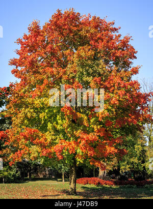 Großen Ahornbaum in Ontario, Kanada mit Farbwechsel in früh Blätter fallen Stockfoto