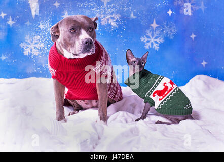 Urlaub Porträt von einem Pitbull und eine Sphynx-Katze in Weihnachtspullover mit blauen Schnee Flocke Hintergrund Stockfoto