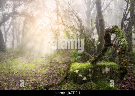 Nebligen Wald mit Sonnenstrahlen in Tarifa, Cadiz, Spanien. Morning Sun Stockfoto