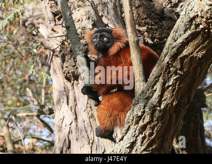 Madagassische rot Ruffed Lemur oder Vari (Varecia Variegata Rubra) Stockfoto