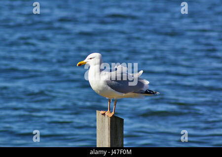 Silbermöwe mit Wind zerzauste Federn sitzend auf einem Liegeplatz Post mit blauem Wasser im Hintergrund Stockfoto