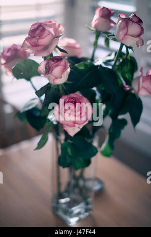 dramatische rosa Rosen in einer quadratischen Glasvase vor weißen Fensterläden mit gotischen Beleuchtung Stockfoto