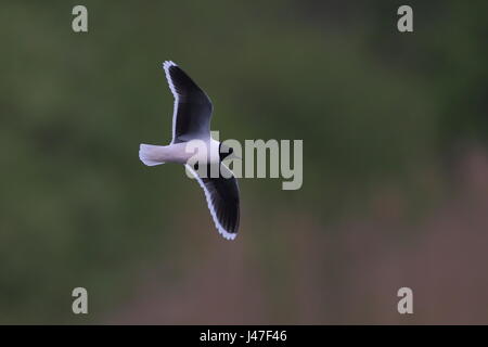 Erwachsenen kleine Möwe hawking Insekten. Stockfoto