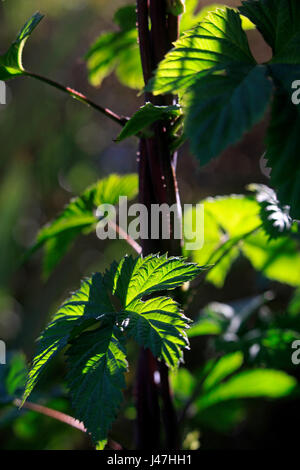 Bild von Tim Cuff - 13. Oktober 2016 - wilde Hopfen wächst in Upper Moutere, Nelson, Neuseeland: Stockfoto