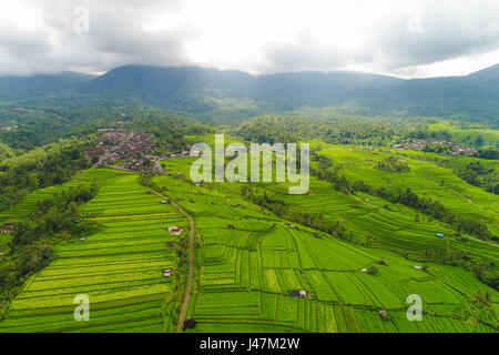 Luftaufnahme von grünen Reisfeldern. Bali, Indonesien Stockfoto