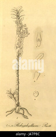 Pachyphyllum Pastii Fig, ausgeschnitten aus Xenia Vol 1 pl 58 (1858) Stockfoto