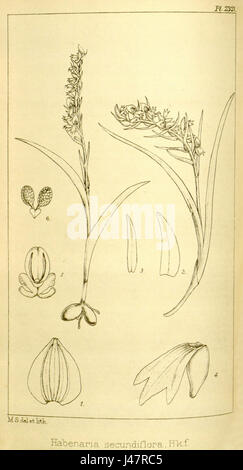 Diese Illustration aus Hookers Icones Plantarum zeigt Neottianthe secundiflora, eine Art, die früher als Habenaria secundiflora klassifiziert wurde. Die Pflanze ist für ihre charakteristischen Blüten bekannt und wurde 1896 in der Ausgabe des botanischen Werkes vorgestellt. Stockfoto