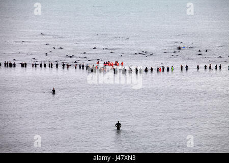 Bild von Tim Cuff - 10 & 11. Februar 2017 - Masse Grindwale gestrandet am Farewell Spit, Golden Bay, Neuseeland: Stockfoto