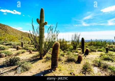 Saguaro, Cholla, Ocotillo und Barrel Kakteen in der Halbwüste Landschaft des Usery Mountain Regional Park in der Nähe von Phoenix, Arizona Stockfoto