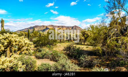 Saguaro, Cholla, Ocotillo und Barrel Kakteen in der Halbwüste Landschaft des Usery Mountain Regional Park in der Nähe von Phoenix, Arizona Stockfoto