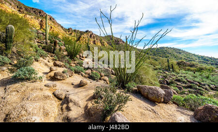 Ocotillo und anderen Kakteen in der Halbwüste Landschaft entlang dem Wanderweg zur Windy Höhle auf Usery Berg in der Nähe von Phoenix Arizona Stockfoto