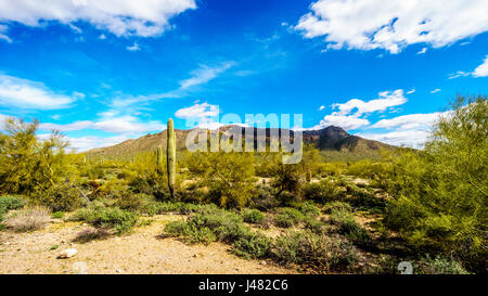 Saguaro, Cholla, Ocotillo und Barrel Kakteen in der Halbwüste Landschaft des Usery Mountain Regional Park in der Nähe von Phoenix Stockfoto