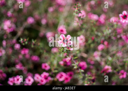 Kirschblüten Stockfoto