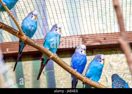 Bild Blaue Papageien auf einem Ast in einer Voliere Stockfoto