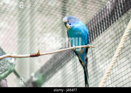 Bild Tier kleine Wellensittich schläft auf einem Ast Stockfoto