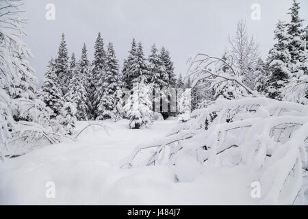 Verschneiten Alaska Wiese. Stockfoto