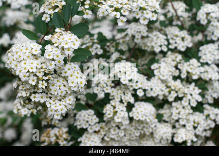 horizontale Closeup mit selektiven Fokus des weißen zarten blühende kleine Blüten mit grünen Blättern Hintergrund Stockfoto