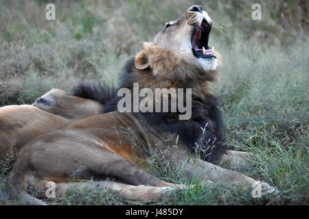 Ein afrikanischer Löwe brüllt, seine Kiefer in der Harnass Wildlife Foundation in Namibia auf 26.03.2017 auszusetzen. Die afrikanischen Löwen ist die zweitgrößte Katze nach der Tiger und der größte Fleischfresser der Land in Afrika. Den Kopf Schwanzlänge erreichen bis zu 2,5 Meter, das Gewicht variiert zwischen 150 und 250 Kilogramm. Gelegentlich können sie sogar noch größer sein. Männer, wie in diesem Bild haben eine Mähne, die rings um ihr Gesicht, die den Allgemeinzustand des Tieres offenbaren kann. Die Anzahl der Löwen Leben in freier Wildbahn wird voraussichtlich bei rund 25.000 und 30.000 weltweit. Die meisten davon sind im südlichen Afr Stockfoto