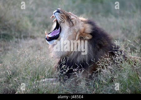 Ein afrikanischer Löwe brüllt, seine Kiefer in der Harnass Wildlife Foundation in Namibia auf 26.03.2017 auszusetzen. Die afrikanischen Löwen ist die zweitgrößte Katze nach der Tiger und der größte Fleischfresser der Land in Afrika. Den Kopf Schwanzlänge erreichen bis zu 2,5 Meter, das Gewicht variiert zwischen 150 und 250 Kilogramm. Gelegentlich können sie sogar noch größer sein. Männer, wie in diesem Bild haben eine Mähne, die rings um ihr Gesicht, die den Allgemeinzustand des Tieres offenbaren kann. Die Anzahl der Löwen Leben in freier Wildbahn wird voraussichtlich bei rund 25.000 und 30.000 weltweit. Die meisten davon sind im südlichen Afr Stockfoto