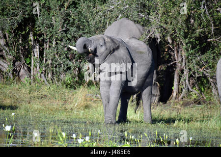 Elefant-Trinkwasser im Bwabwata Nationalpark. Aufgenommen am 03.04.2017 ist der afrikanische Elefant derzeit das größte lebende Säugetier auf dem Land. Schätzungen Elefant Zahlen zwischen 10.000 und 23.000 Tiere in Namibia. Sie leben in Herden, die unter der Leitung von einer Kuh, die Matriarchin. Jungbullen werden normalerweise von den Kühen im Alter von etwa acht gegossen. Dann hängen sie in kleinen Gruppen von Junggesellen bis Paarungszeit. Elefanten erreichen bis zu 70 Jahre alt. Sie jeden Tag 300kg Gras, Blätter oder Früchte essen und 150 Liter Wasser brauchen. Foto: Matthias Toedt/Dpa Zentralbild/ZB | weltweite Nutzung Stockfoto