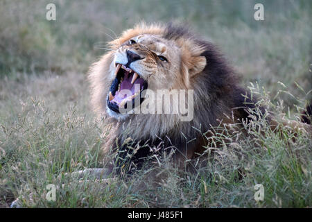 Ein afrikanischer Löwe brüllt, seine Kiefer in der Harnass Wildlife Foundation in Namibia auf 26.03.2017 auszusetzen. Die afrikanischen Löwen ist die zweitgrößte Katze nach der Tiger und der größte Fleischfresser der Land in Afrika. Den Kopf Schwanzlänge erreichen bis zu 2,5 Meter, das Gewicht variiert zwischen 150 und 250 Kilogramm. Gelegentlich können sie sogar noch größer sein. Männer, wie in diesem Bild haben eine Mähne, die rings um ihr Gesicht, die den Allgemeinzustand des Tieres offenbaren kann. Die Anzahl der Löwen Leben in freier Wildbahn wird voraussichtlich bei rund 25.000 und 30.000 weltweit. Die meisten davon sind im südlichen Afr Stockfoto