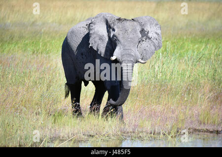 Elefant-Trinkwasser im Bwabwata Nationalpark. Aufgenommen am 03.04.2017 ist der afrikanische Elefant derzeit das größte lebende Säugetier auf dem Land. Schätzungen Elefant Zahlen zwischen 10.000 und 23.000 Tiere in Namibia. Sie leben in Herden, die unter der Leitung von einer Kuh, die Matriarchin. Jungbullen werden normalerweise von den Kühen im Alter von etwa acht gegossen. Dann hängen sie in kleinen Gruppen von Junggesellen bis Paarungszeit. Elefanten erreichen bis zu 70 Jahre alt. Sie jeden Tag 300kg Gras, Blätter oder Früchte essen und 150 Liter Wasser brauchen. Foto: Matthias Toedt/Dpa Zentralbild/ZB | weltweite Nutzung Stockfoto