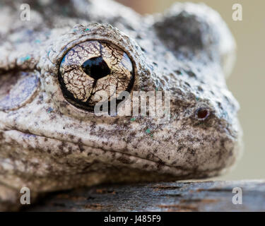 Kröte Augen Stockfoto