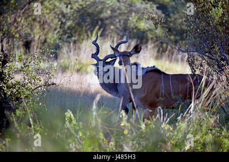 Ein paar Kudus bleiben balanciert im Unterholz und Auge sich der Fotograf. Aufgenommen am 03.04.2017. Der Kudu (Tragelaphus Strepsiceros) ist eine Art von Antilopen, die überall in der Savannen des südlichen Afrikas. Männliche Tiere erreichen ein Gewicht von mehr als 300 kg, die Kopf-Rumpf-Länge bis zu 2,5 Meter gehen. Die Korkenzieher Hörner können auf mehr als einen Meter in der Länge wachsen. Die viel kleinere Geweih-weniger Weibchen Leben mit ihren jungen in Herden von bis zu 15 Tieren. Als jüngere Tiere Reifen, die Gruppe wird aus Splittern und neue Gruppen bilden. Das Fleisch dieser Tiere ist eine Delikatesse im südlichen Afrika. Stockfoto