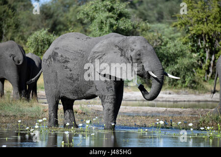 Elefant-Trinkwasser im Bwabwata Nationalpark. Aufgenommen am 03.04.2017 ist der afrikanische Elefant derzeit das größte lebende Säugetier auf dem Land. Schätzungen Elefant Zahlen zwischen 10.000 und 23.000 Tiere in Namibia. Sie leben in Herden, die unter der Leitung von einer Kuh, die Matriarchin. Jungbullen werden normalerweise von den Kühen im Alter von etwa acht gegossen. Dann hängen sie in kleinen Gruppen von Junggesellen bis Paarungszeit. Elefanten erreichen bis zu 70 Jahre alt. Sie jeden Tag 300kg Gras, Blätter oder Früchte essen und 150 Liter Wasser brauchen. Foto: Matthias Toedt/Dpa Zentralbild/ZB | weltweite Nutzung Stockfoto