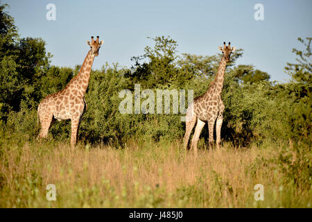 Zwei Giraffen in der Savanne Vegetation grasen. Aufgenommen am 04.04.2017. Die Giraffe (Giraffa Plancius) ist die höchste Land lebende Tier der Erde. Bullen können bis zu 6 Meter hohen, Kühe bis zu 4,5 erreichen. Ihr auffälligstes Merkmal ist ihre unverhältnismäßig langen Hals, die besteht aus nur 7 extrem verlängerten Hals Wirbel. Giraffen Leben heute nur in den Savannen südlich der Sahara. Bis so spät wie das 7. Jahrhundert Giraffen auch in Nordafrika gefunden. Die gespaltenen Huftiere grasen in erster Linie auf Akazien. Ihre 50cm Zunge hilft ihnen, die letzten Blätter aussteigen Stockfoto