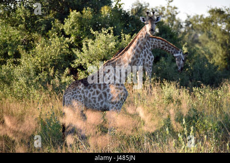 Giraffen in der Savanne Vegetation grasen. Aufgenommen am 04.04.2017. Die Giraffe (Giraffa Plancius) ist die höchste Land lebende Tier der Erde. Bullen können bis zu 6 Meter hohen, Kühe bis zu 4,5 erreichen. Ihr auffälligstes Merkmal ist ihre unverhältnismäßig langen Hals, die besteht aus nur 7 extrem verlängerten Hals Wirbel. Giraffen Leben heute nur in den Savannen südlich der Sahara. Bis so spät wie das 7. Jahrhundert Giraffen auch in Nordafrika gefunden. Die gespaltenen Huftiere grasen in erster Linie auf Akazien. Ihre 50cm Zunge hilft ihnen, die letzten Blätter steigen die Stockfoto