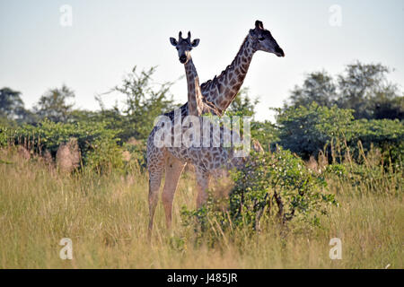 Zwei Giraffen in der Savanne. Aufgenommen am 03.04.2017. Die Giraffe (Giraffa Plancius) ist die höchste Land lebende Tier der Erde. Bullen können bis zu 6 Meter hohen, Kühe bis zu 4,5 erreichen. Ihr auffälligstes Merkmal ist ihre unverhältnismäßig langen Hals, die besteht aus nur 7 extrem verlängerte Halswirbel. Giraffen Leben heute nur in den Savannen südlich der Sahara. Bis so spät wie das 7. Jahrhundert Giraffen auch in Nordafrika gefunden. Die gespaltenen Huftiere grasen in erster Linie auf Akazien. Ihre 50cm Zunge hilft ihnen, die letzten Blätter der Zweige zu bekommen. Stockfoto