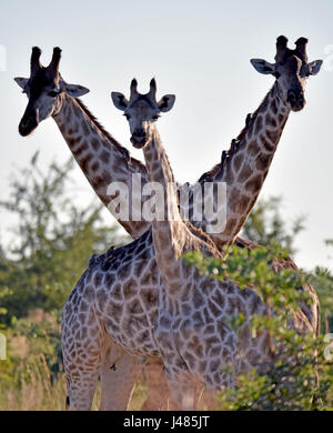 Drei Giraffen bleiben balanciert in der Savanne Vegetation. Aufgenommen am 03.04.2017. Die Giraffe (Giraffa Plancius) ist die höchste Land lebende Tier der Erde. Bullen können bis zu 6 Meter hohen, Kühe bis zu 4,5 erreichen. Ihr auffälligstes Merkmal ist ihre unverhältnismäßig langen Hals, die besteht aus nur 7 extrem verlängerte Halswirbel. Giraffen Leben heute nur in den Savannen südlich der Sahara. Bis so spät wie das 7. Jahrhundert Giraffen auch in Nordafrika gefunden. Die gespaltenen Huftiere grasen in erster Linie auf Akazien. Ihre 50cm Zunge hilft ihnen, die allerletzte le erhalten Stockfoto