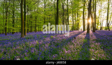 Lange Schatten werden bei Sonnenuntergang in einem englischen Bluebell Waldgebiet im Frühjahr gegossen. Stockfoto