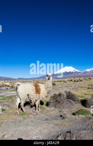 Die Anden-Landschaft mit Herde von Lamas, mit dem Vulkan Parinacota auf Hintergrund. Stockfoto