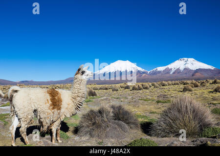 Die Anden-Landschaft mit Herde von Lamas, mit dem Vulkan Parinacota auf Hintergrund. Stockfoto