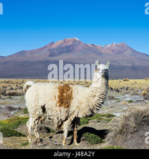 Die Anden-Landschaft mit Herde von Lamas, mit dem Vulkan Parinacota auf Hintergrund. Stockfoto