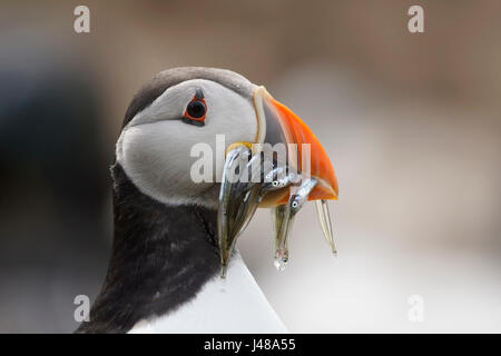 Papageitaucher (Fratercula Arctica) mit einer Rechnung voller Sandaal (close-up, im Profil), Farne Islands, Northumberland, UK Stockfoto