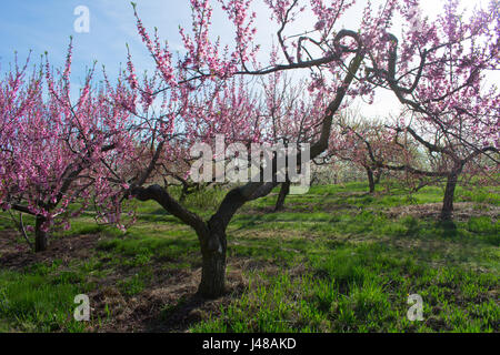 Pfirsich-Obstgarten in voller Blüte. Stockfoto