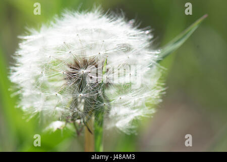 ein Löwenzahn Büschel im Frühling Stockfoto