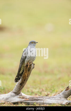 Kuckuck (Cuculus Canorus), verschieden bekannt als gemeinsamen, europäischen und eurasischen Kuckuck. Stockfoto