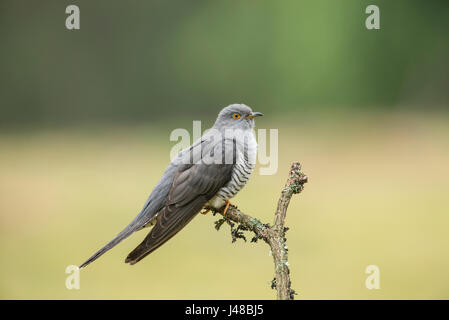 Kuckuck (Cuculus Canorus), verschieden bekannt als gemeinsamen, europäischen und eurasischen Kuckuck. Stockfoto