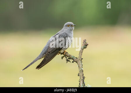 Kuckuck (Cuculus Canorus), verschieden bekannt als gemeinsamen, europäischen und eurasischen Kuckuck. Stockfoto