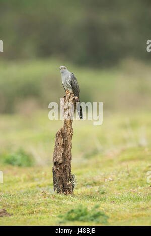 Kuckuck (Cuculus Canorus), verschieden bekannt als gemeinsamen, europäischen und eurasischen Kuckuck. Stockfoto