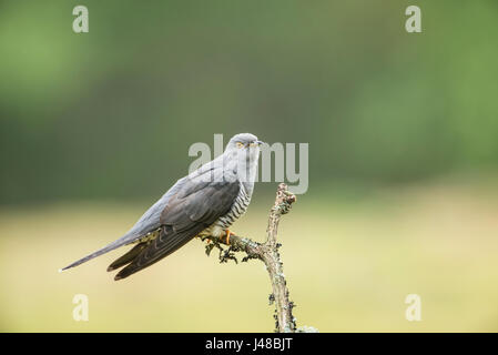 Kuckuck (Cuculus Canorus), verschieden bekannt als gemeinsamen, europäischen und eurasischen Kuckuck. Stockfoto