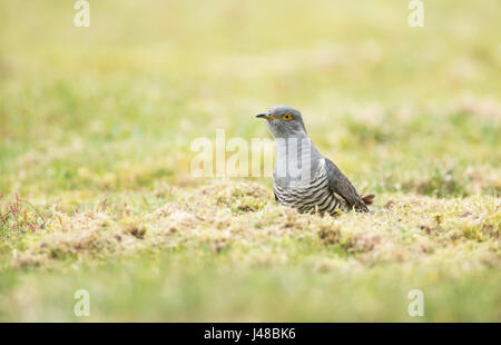 Kuckuck (Cuculus Canorus), verschieden bekannt als gemeinsamen, europäischen und eurasischen Kuckuck. Männlich, Futter für Wirbellose Tiere auf dem Boden. Stockfoto