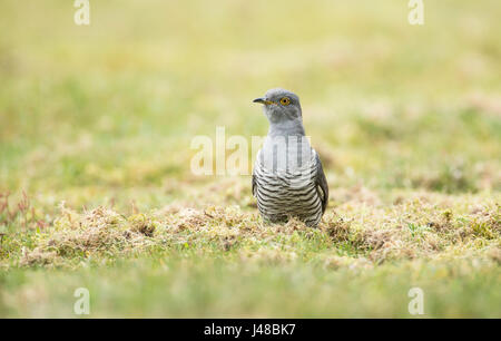 Kuckuck (Cuculus Canorus), verschieden bekannt als gemeinsamen, europäischen und eurasischen Kuckuck. Männlich, Futter für Wirbellose Tiere auf dem Boden. Stockfoto